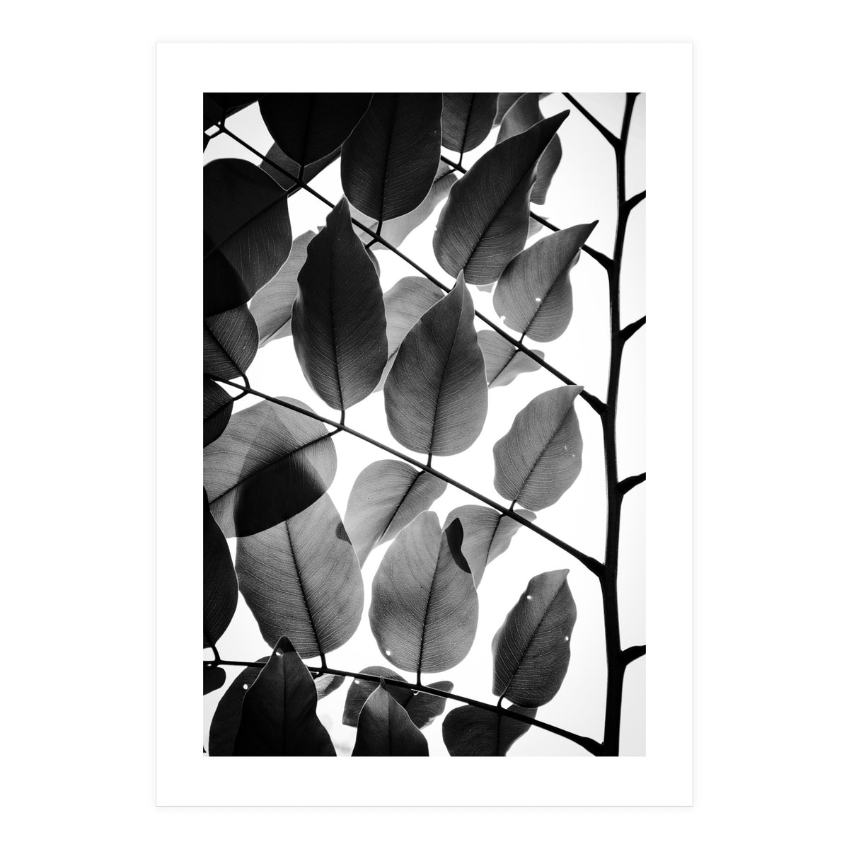 Branches and Leaves II (Print Only)