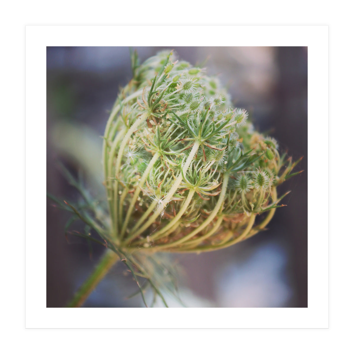 Seed head (Print Only)