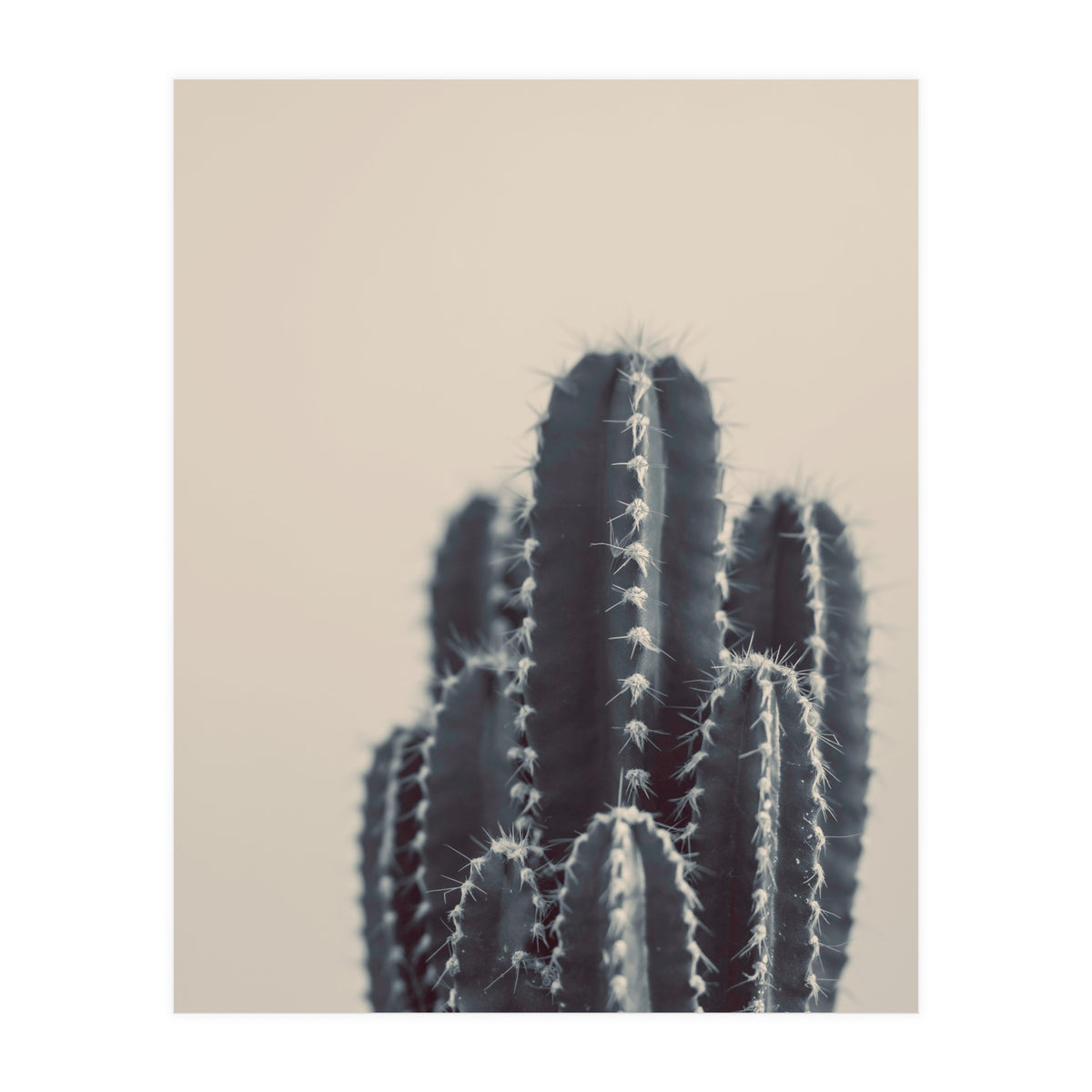 Vintage Cactus #1 (Print Only)
