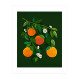 Oranges and Blossoms (Print Only) thumbnail