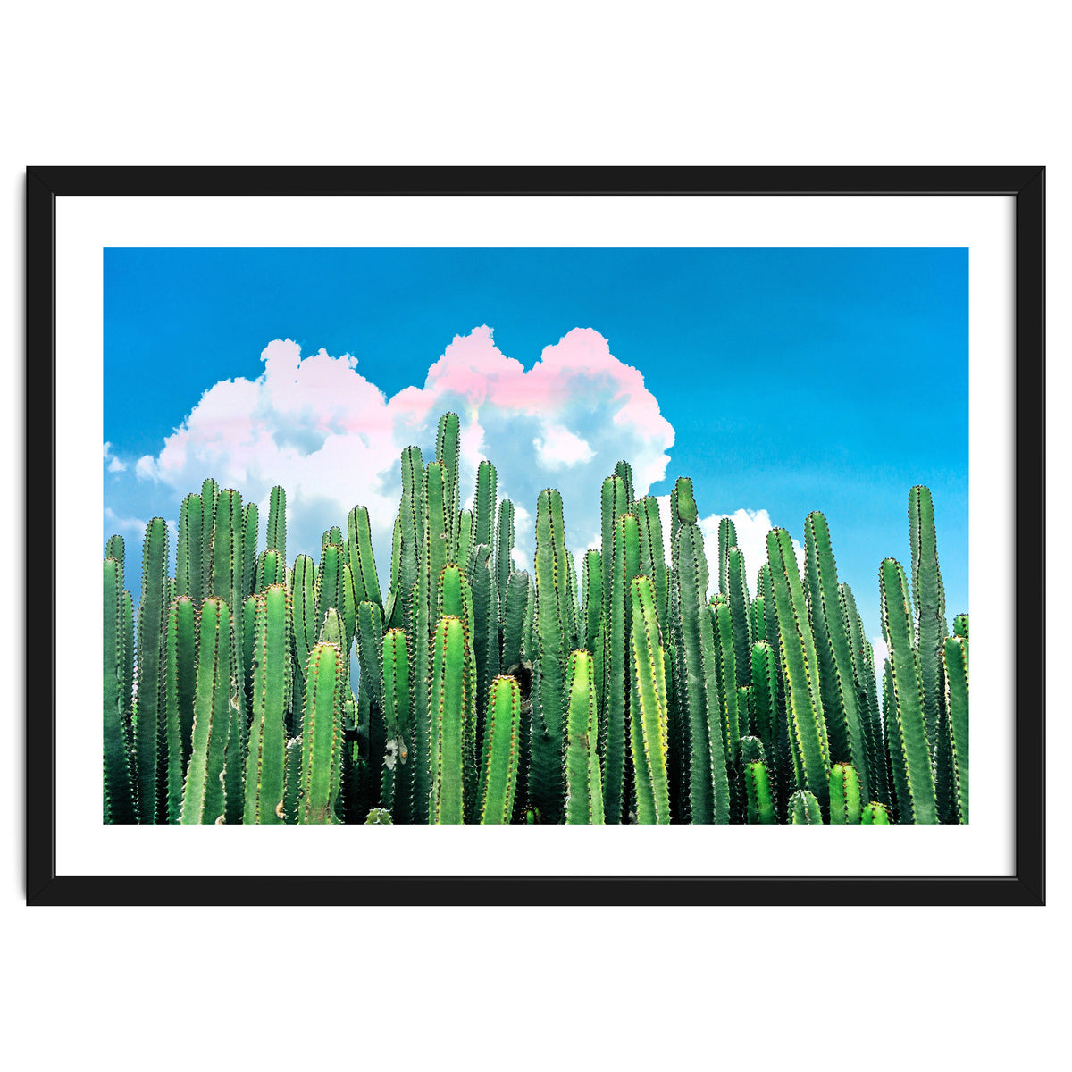 Cactus Summer