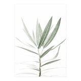 Foliage (Print Only) thumbnail