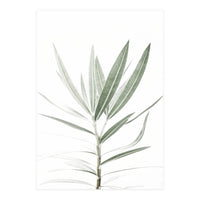 Foliage (Print Only)
