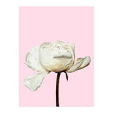 White Peony Pink Background (Print Only) thumbnail