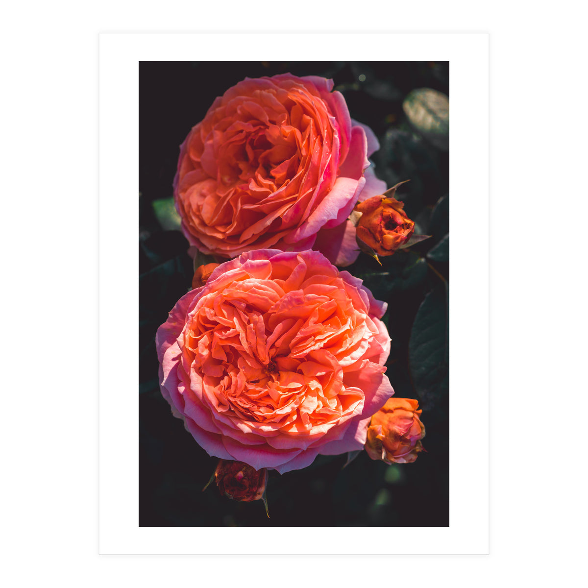 Rose Flowers  (Print Only)