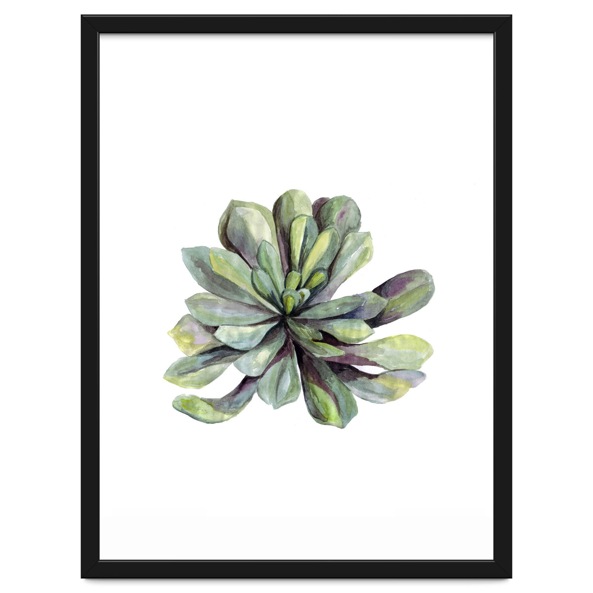 Botanical Illustration Succulent