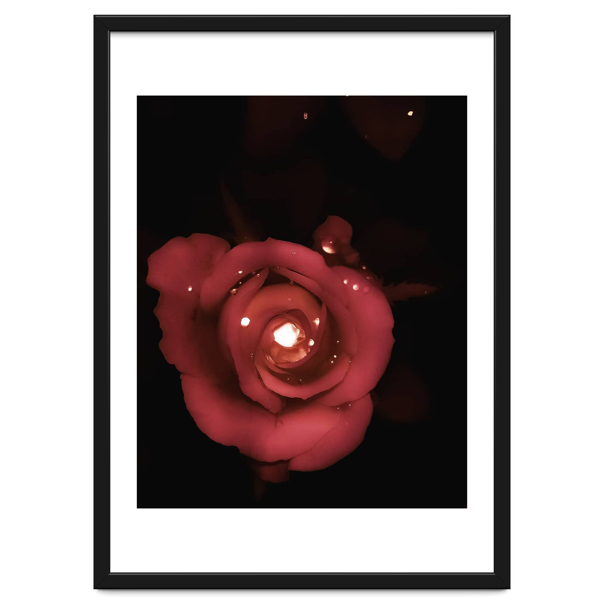 Lighting Rose