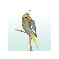 Cute cockatiel 	 (Print Only)