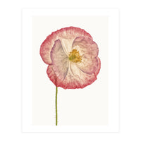 Cc Poppy 06 (Print Only)