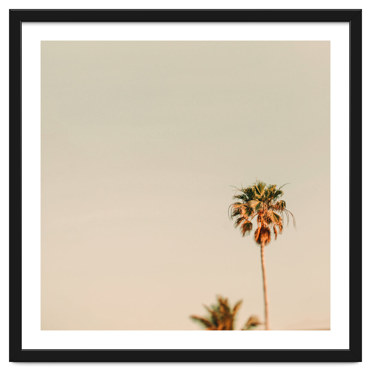 Minimal Palms