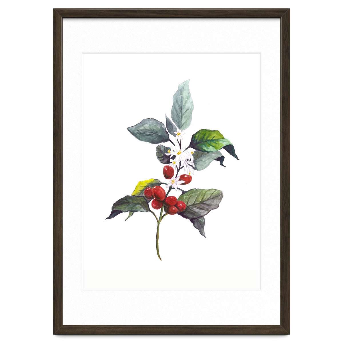 1 Botanical Illustration Kaffee Pflanze