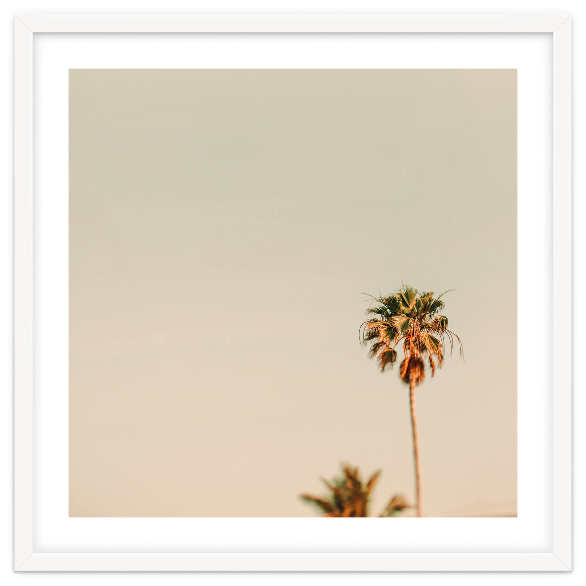 Minimal Palms