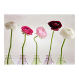 Ranunkulus (Print Only) thumbnail