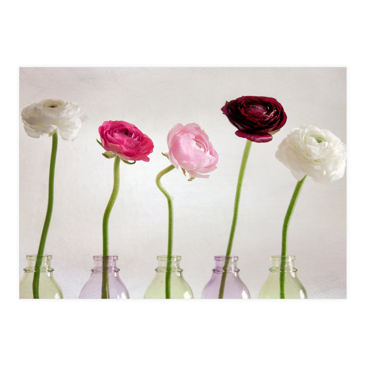 Ranunkulus (Print Only)