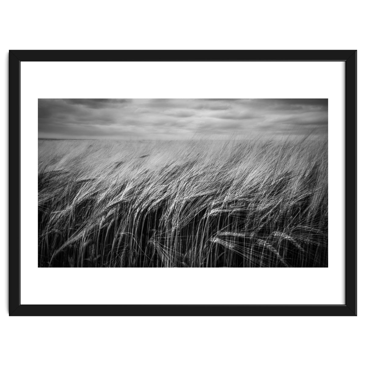 Moody Barley Field