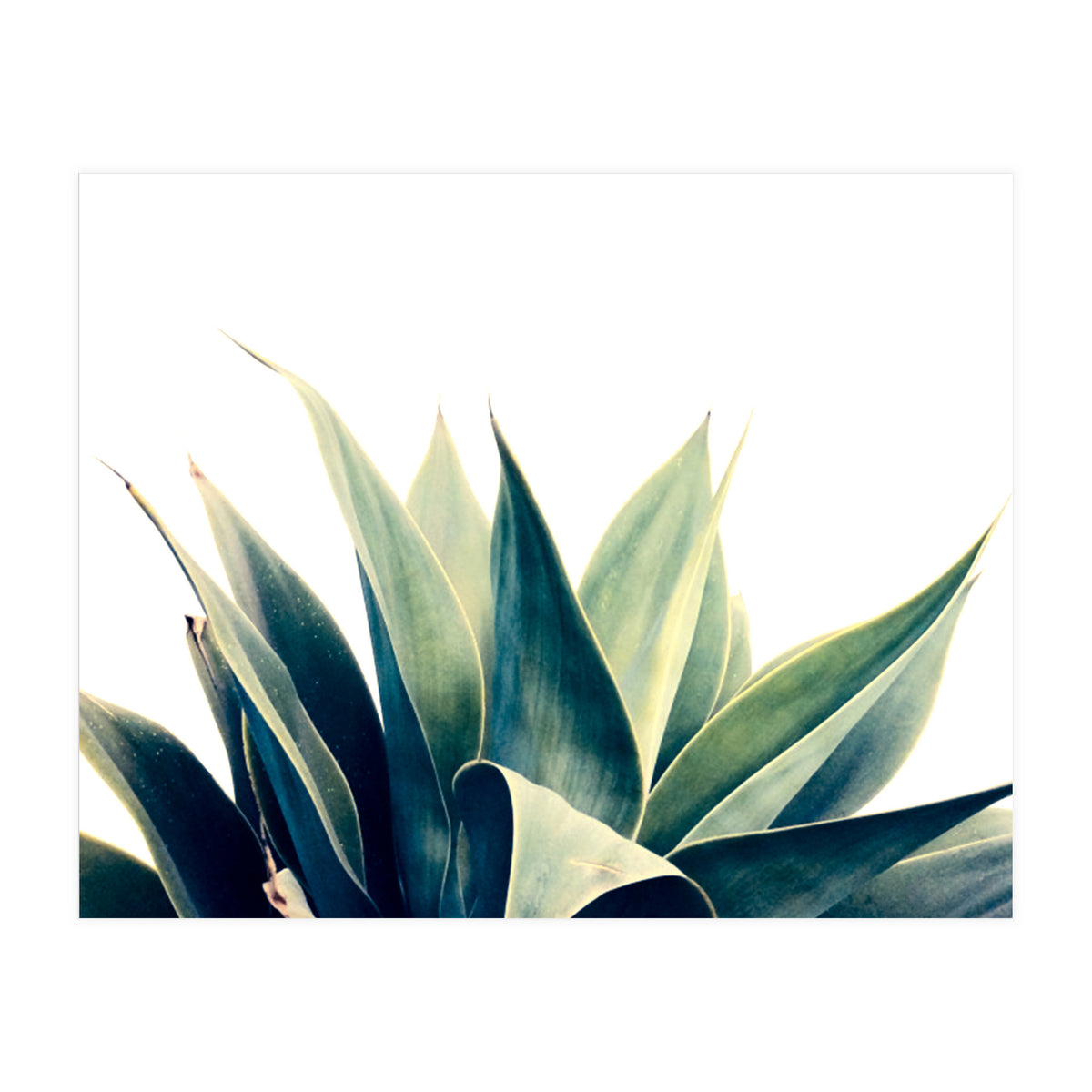 Botanical cactus I (Print Only)