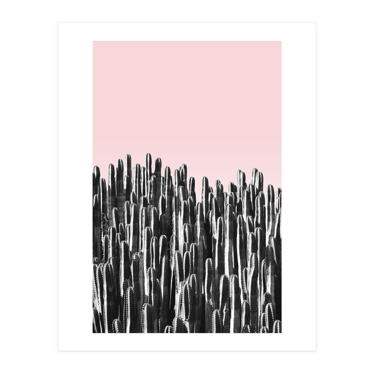 Cactus B&W & Sunset (Print Only)