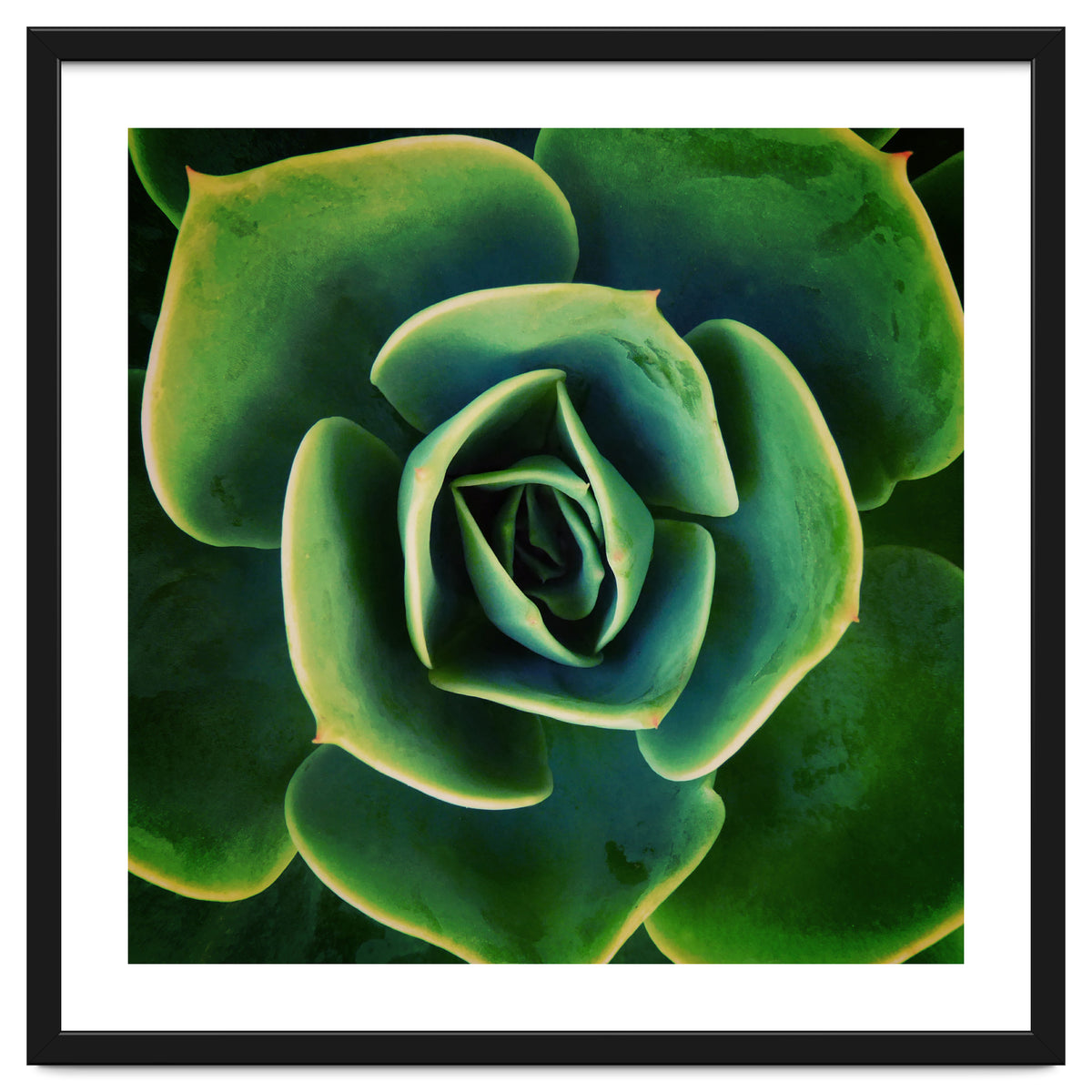 DARKSIDE OF SUCCULENTS XIII