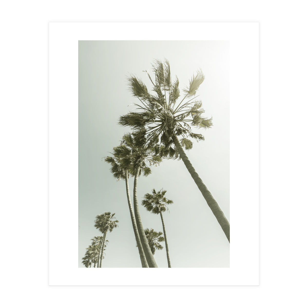 Vintage Palm Trees  (Print Only)