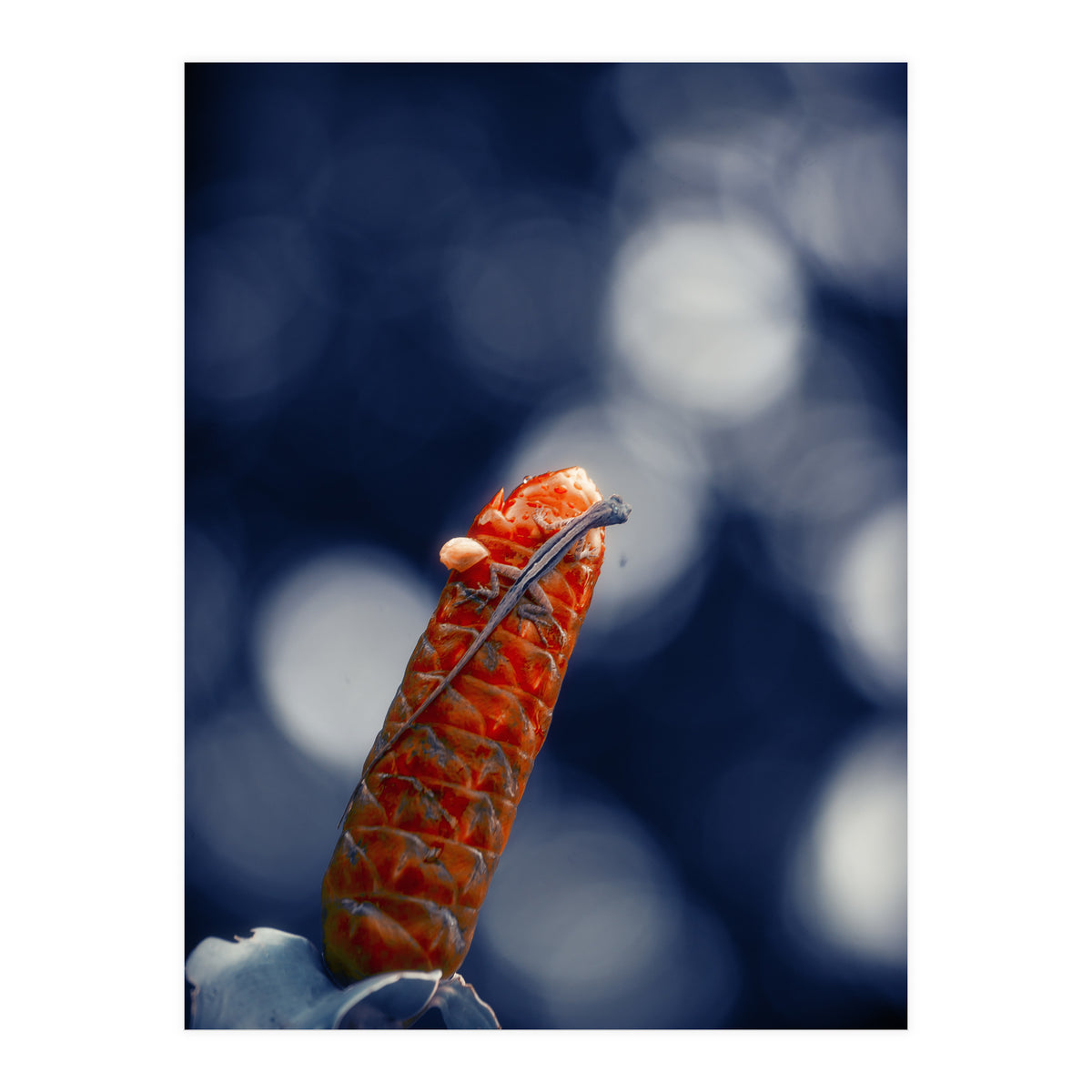 Red Ginger Flower (Print Only)