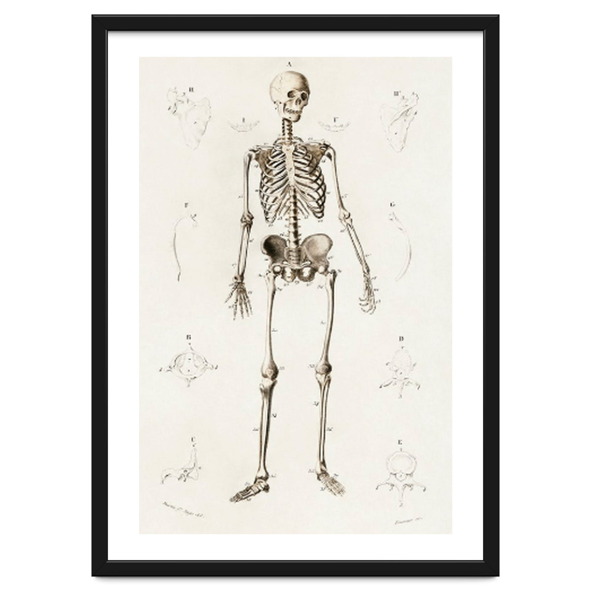 Human skeleton illustrated