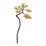 Bonsai Tree 05 (Print Only) thumbnail
