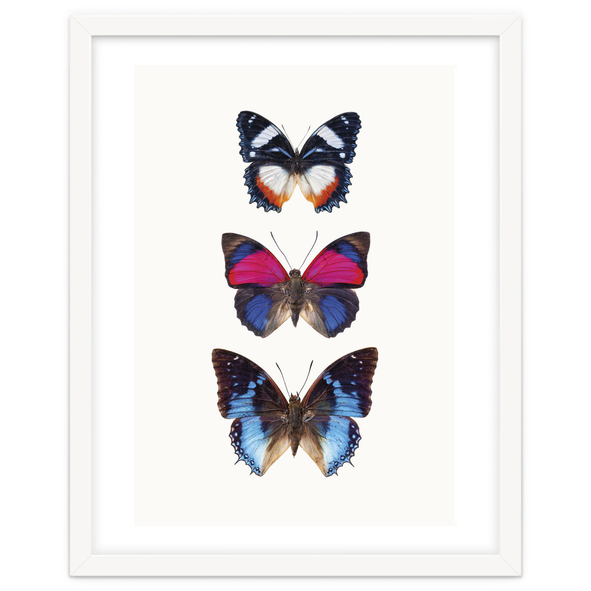 Cc Butterflies 03