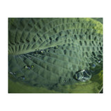Hosta With Raindrops (Print Only) thumbnail