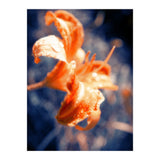 Lily Flower (Print Only) thumbnail