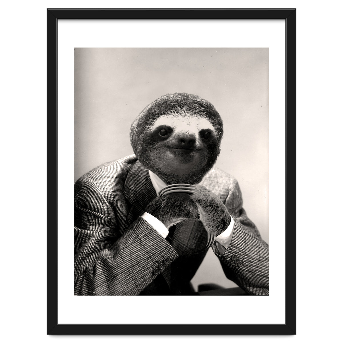 Gentleman Sloth 3