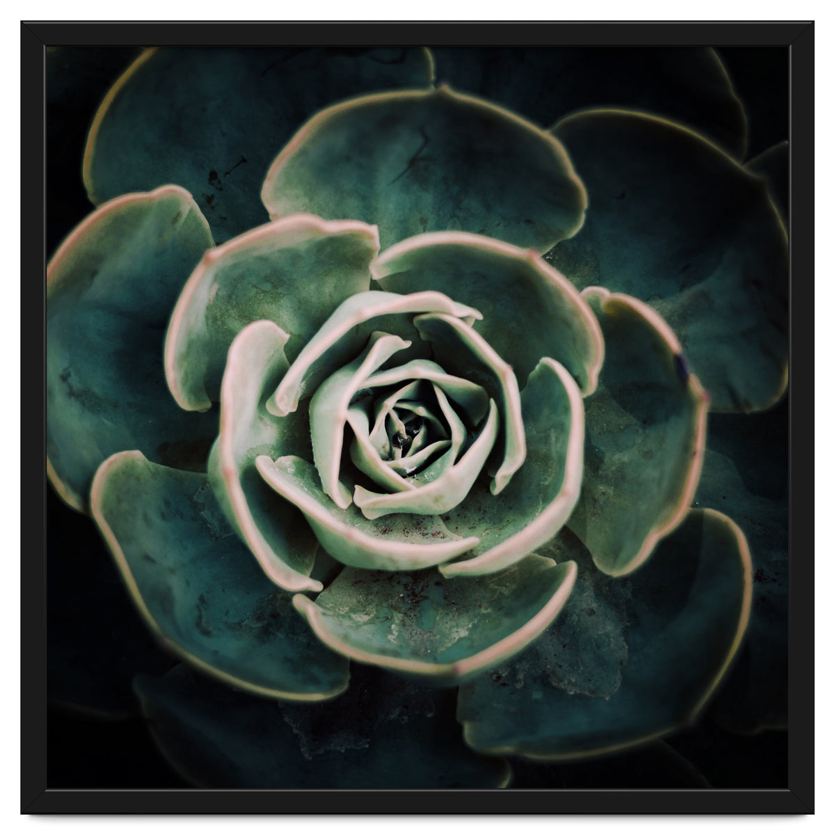 DARKSIDE OF SUCCULENTS IV-A