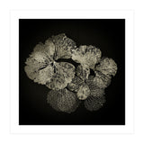 Hydrangea Petals  (Print Only) thumbnail