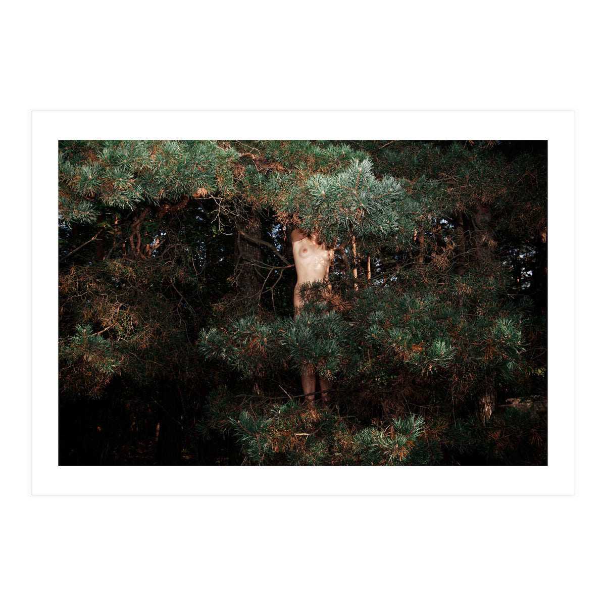 Eyes of the Forest (Print Only)