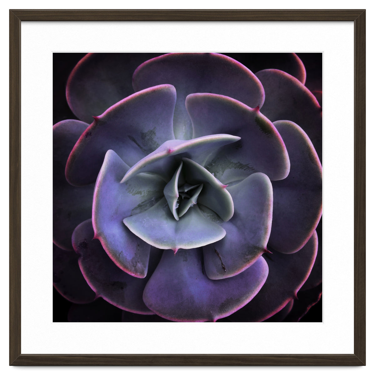 DARKSIDE OF SUCCULENTS VII