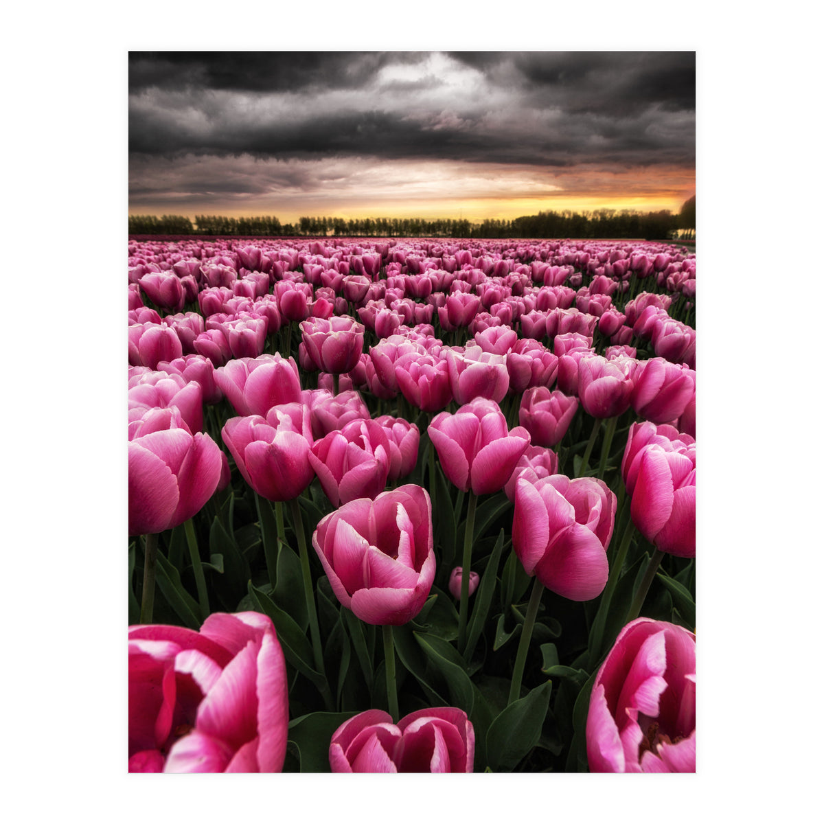 Spring Palette (Print Only)