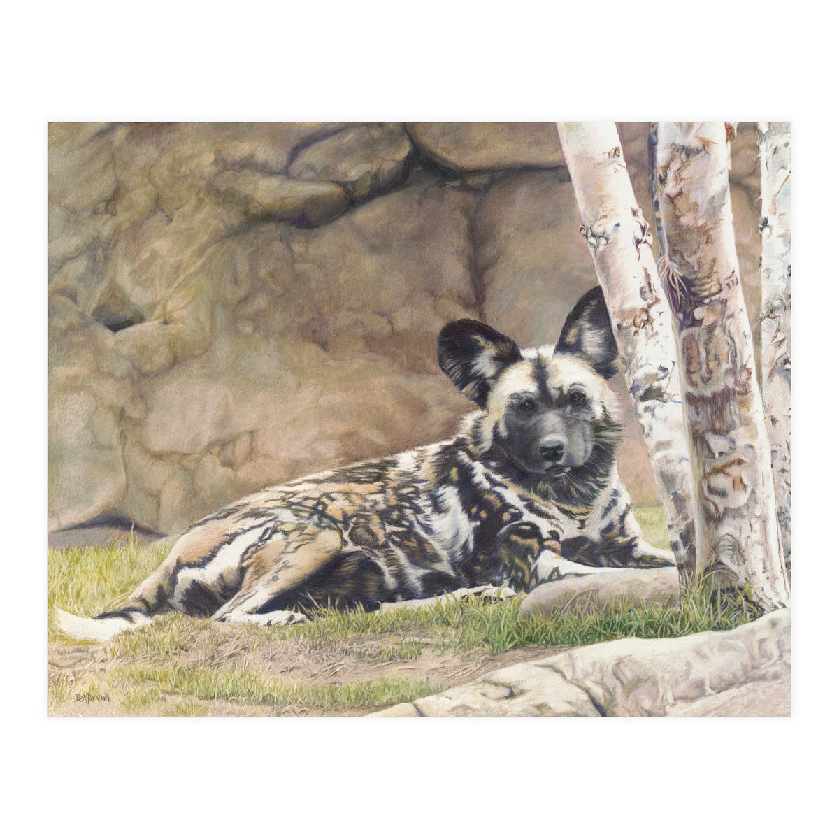 Afican Painted Dog IV - Imara (Print Only)