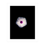 White Flora (Print Only) thumbnail