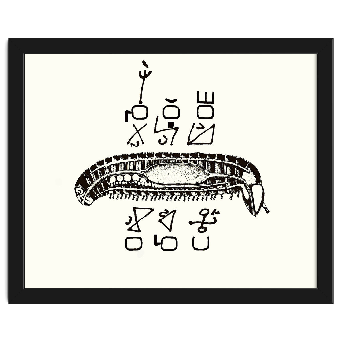 Diplopod David Felix