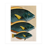 Fish Classic Designs 10 (Print Only) thumbnail
