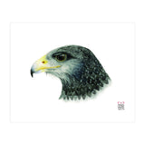 Black-chested buzzard-eagle (Print Only) thumbnail