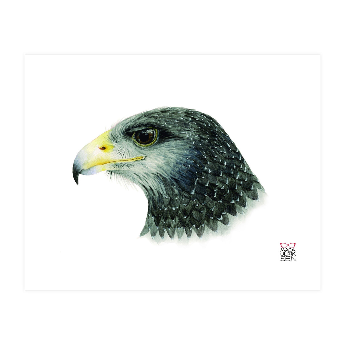 Black-chested buzzard-eagle (Print Only)