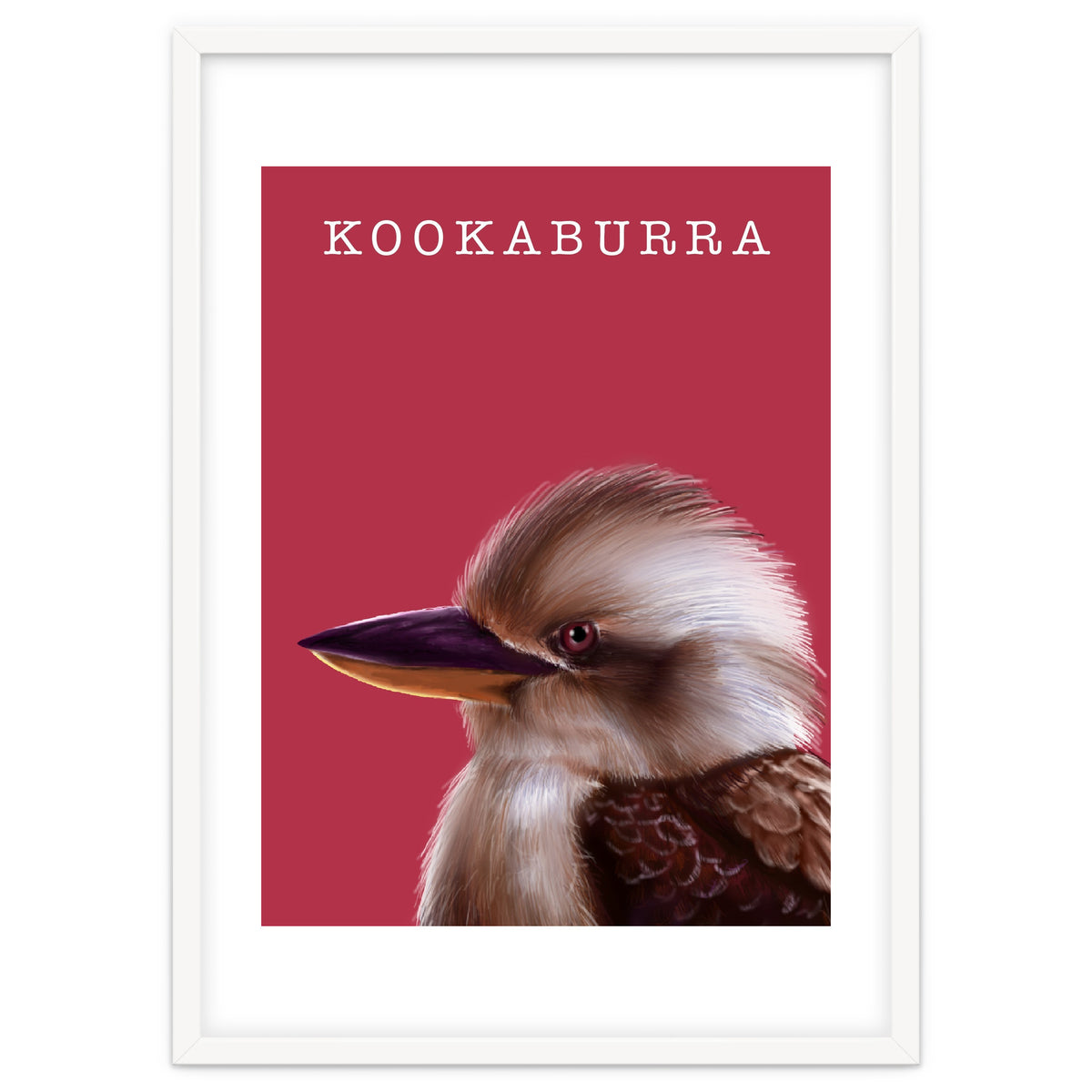 Kookaburra
