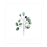 Botanical Illustration Eukalyptus (Print Only) thumbnail