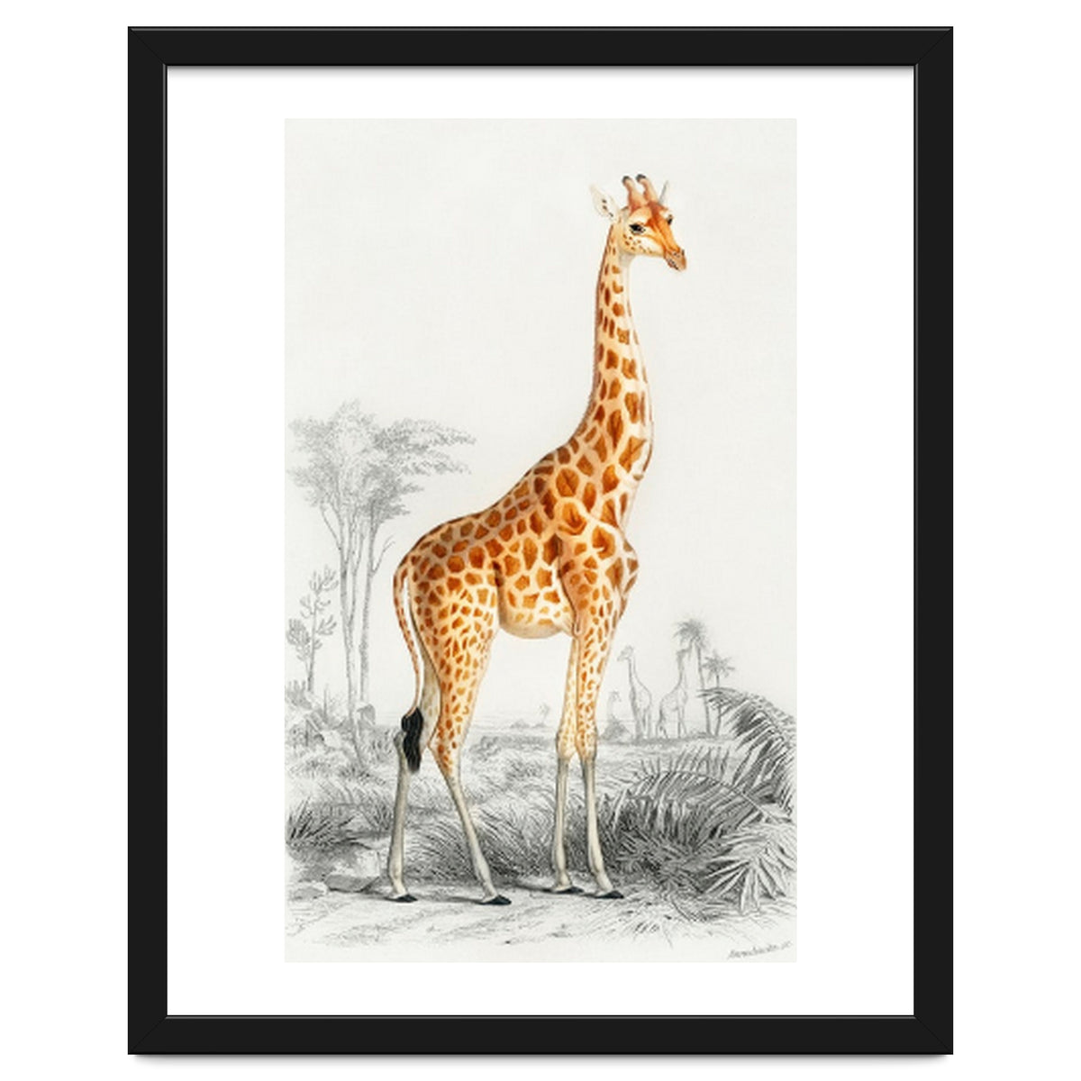 Giraffe illustration