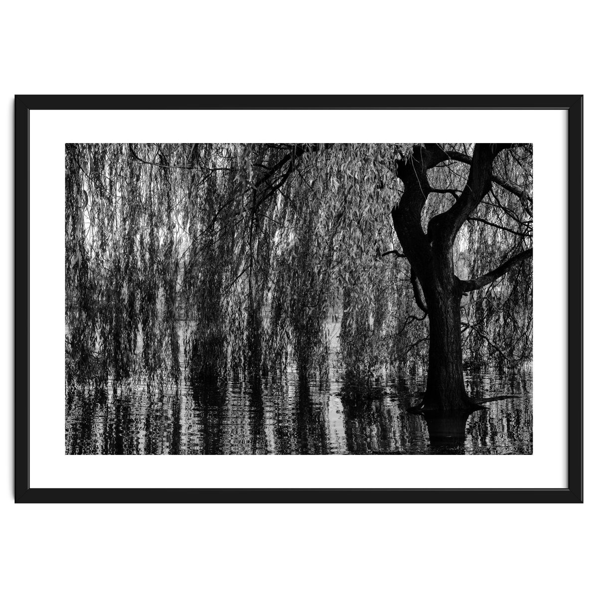 Weeping Willow