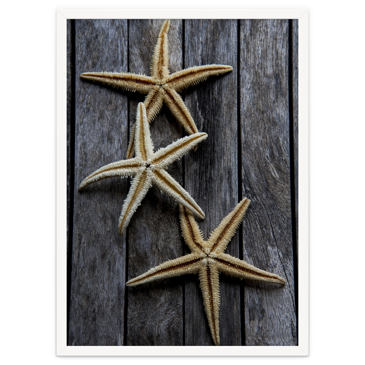 Starfishes in wooden