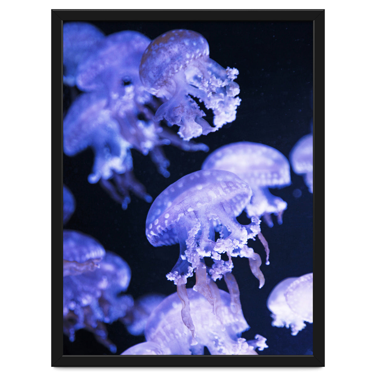 Jellyfish