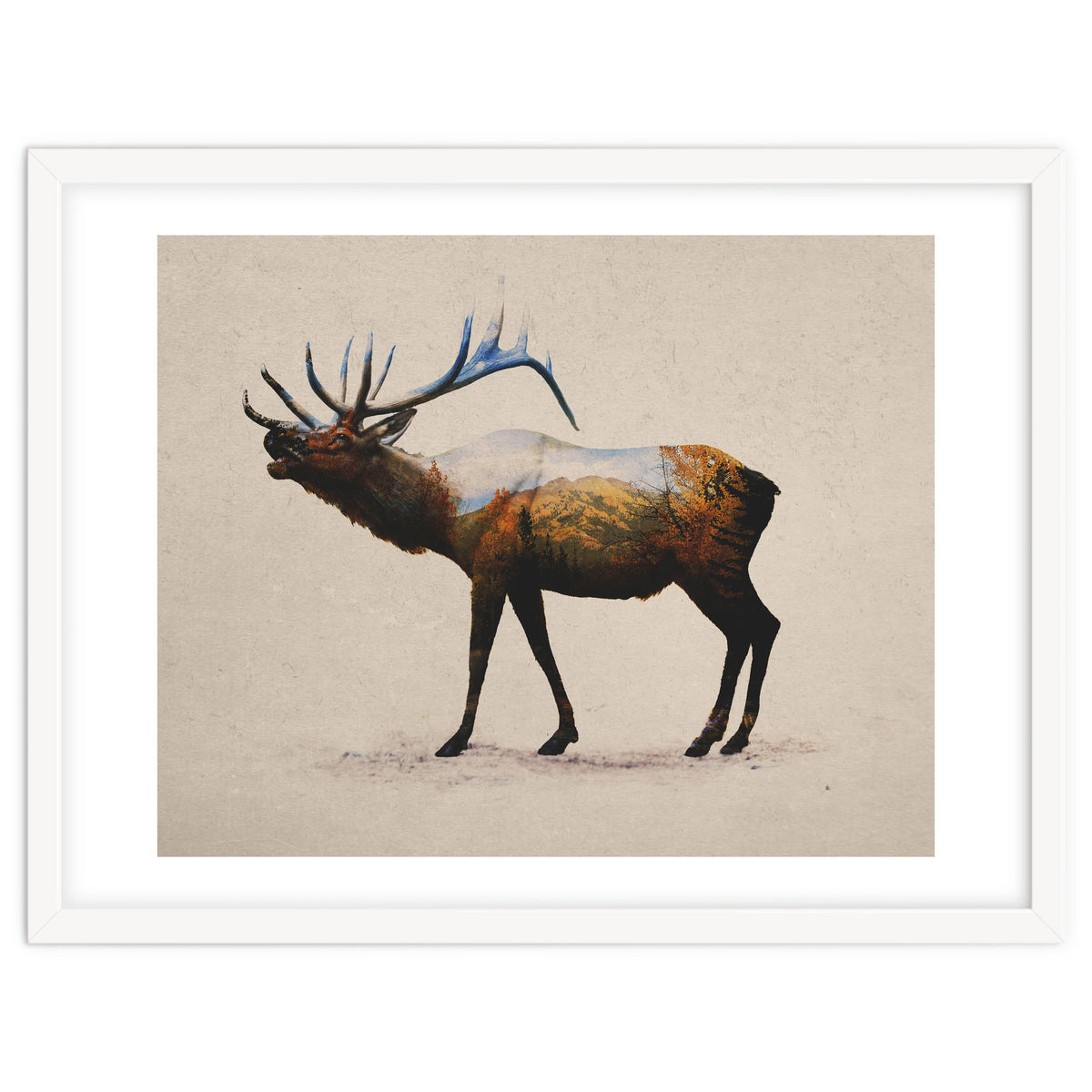 The Rocky Mountain Elk