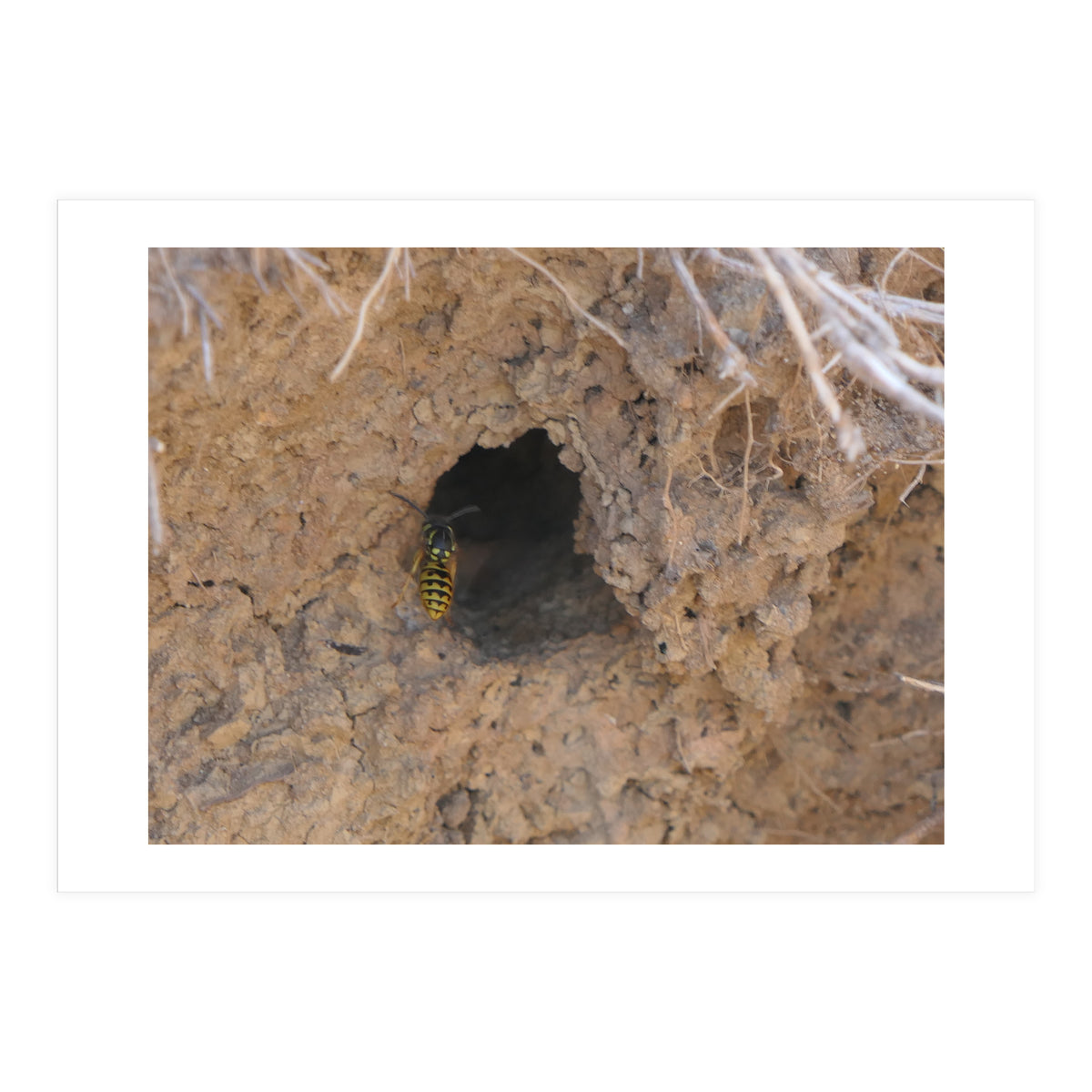 Wasp World (Print Only)