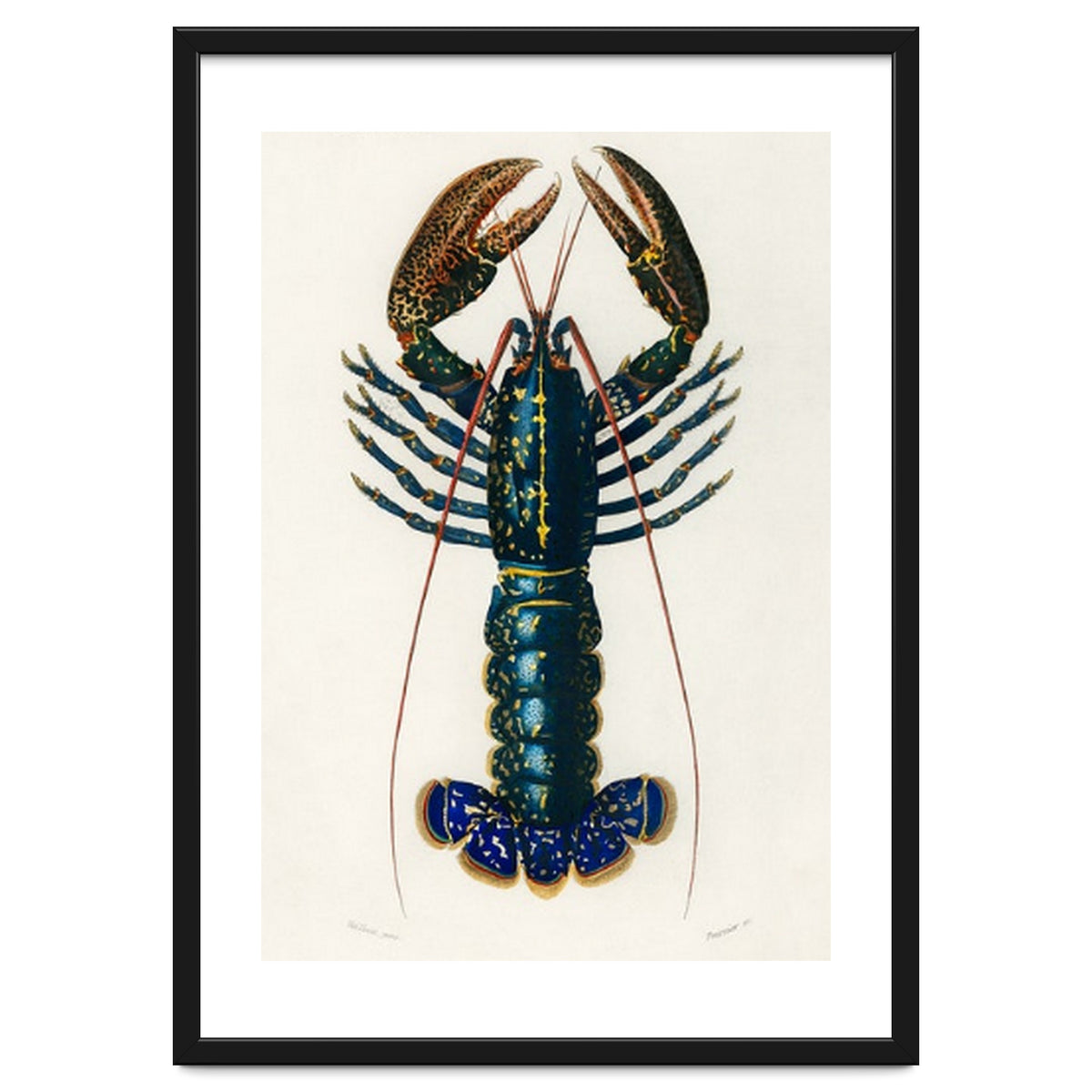 Crimson Crawfish illustrated